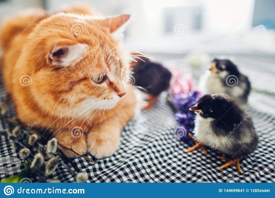 Кот среди цыплят фото