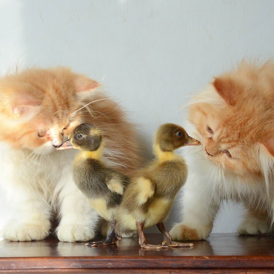 Котенок и утенок