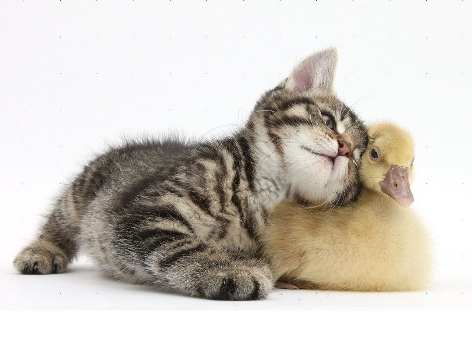 Цитаты про животных