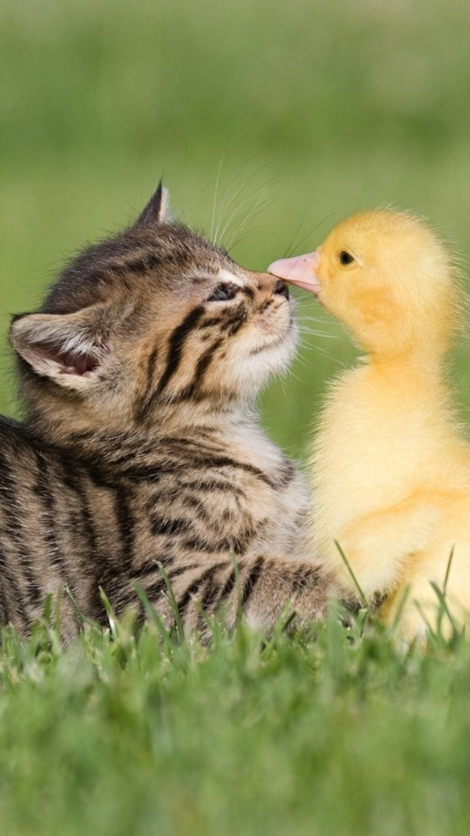 Котенок и цыпленок