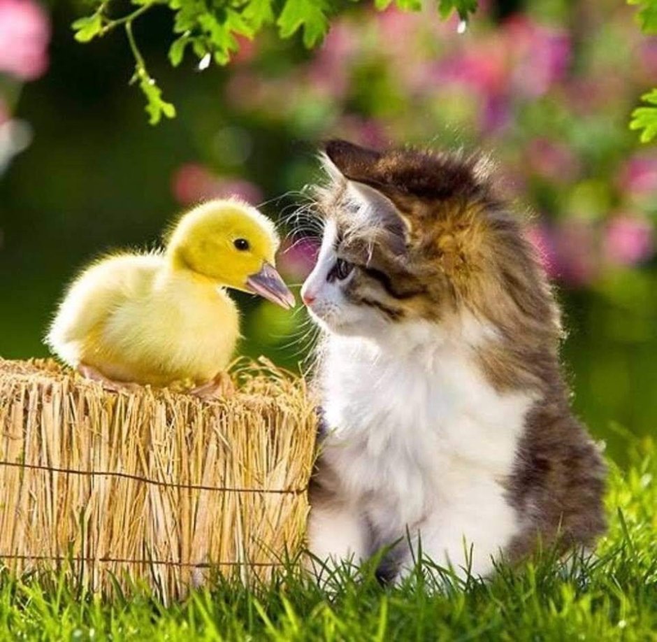 Котенок и цыпленок