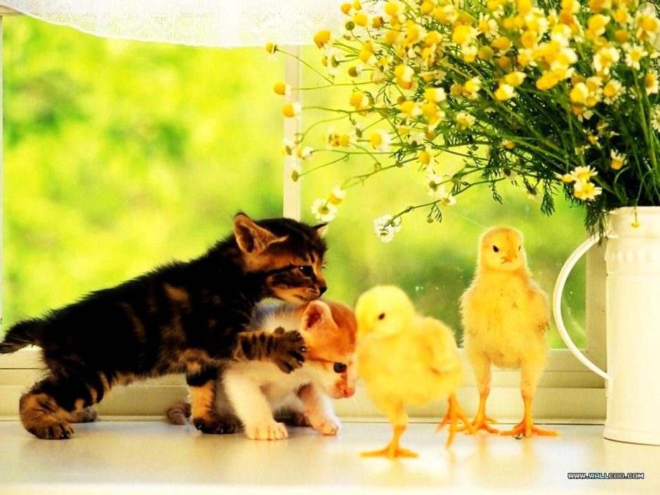 Милые цыплята и котята