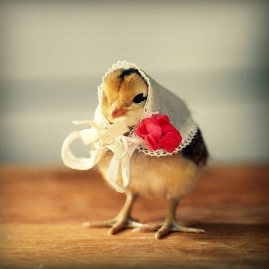 Котенок спит