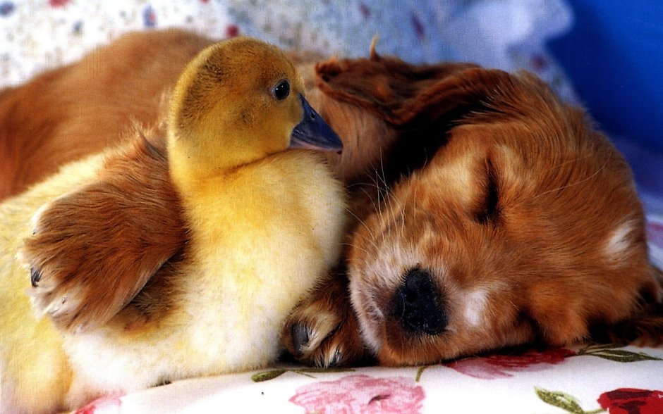 Щенок и утенок