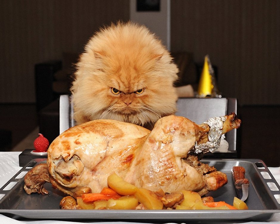 Котенок и цыпленок