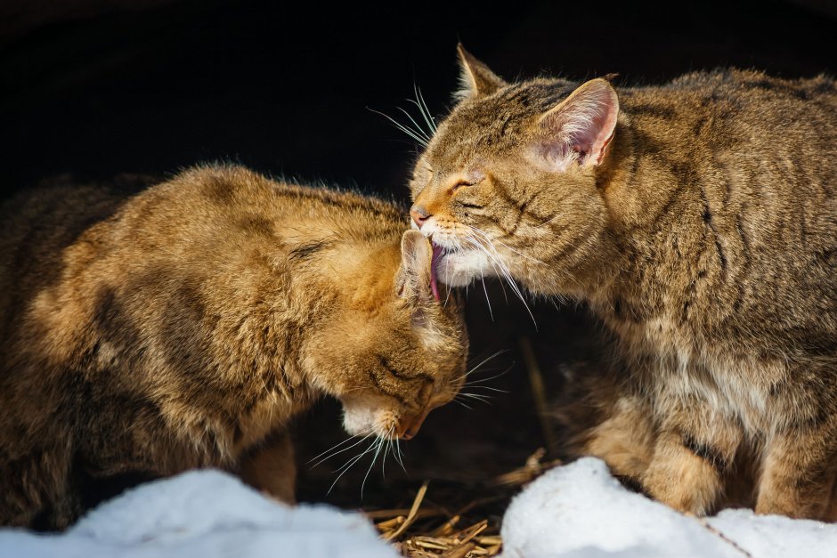 Ласковая кошка