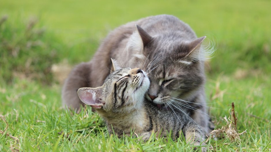 Кошка с котятами