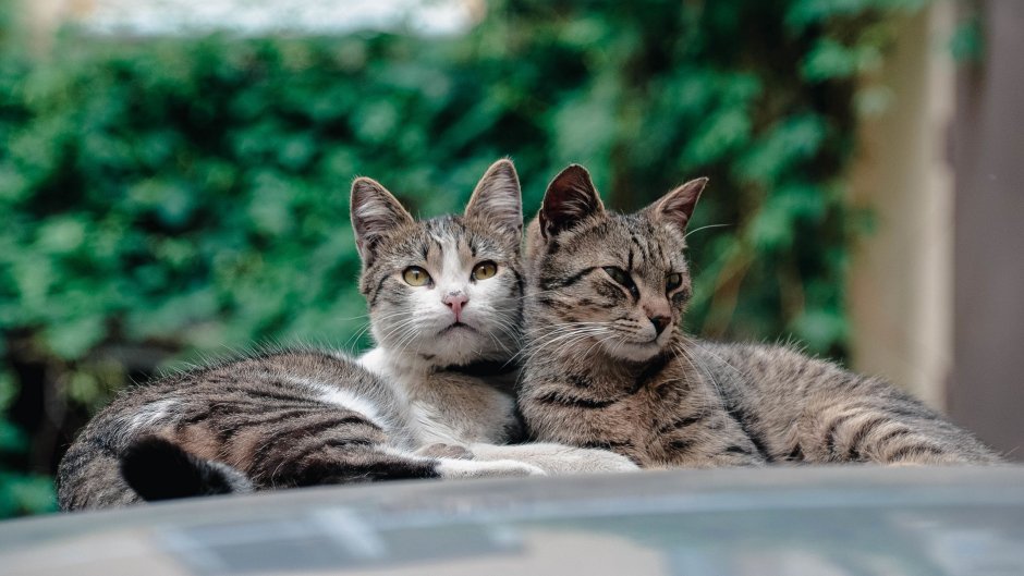 Влюбленные коты под луной