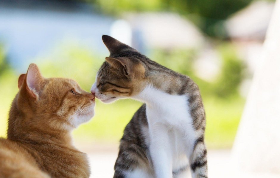 Влюбленные коты