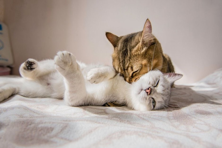 Дружба кошек