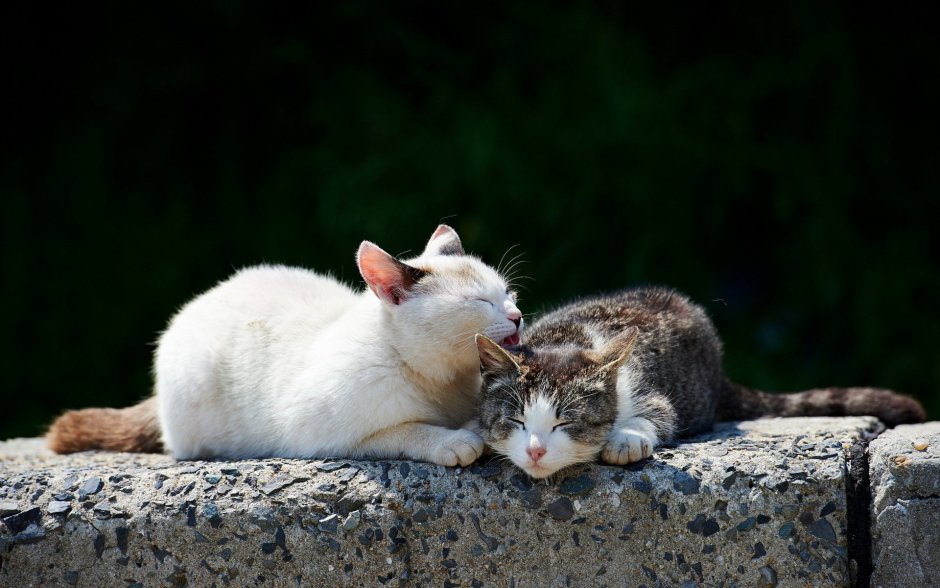 Кошачья любовь