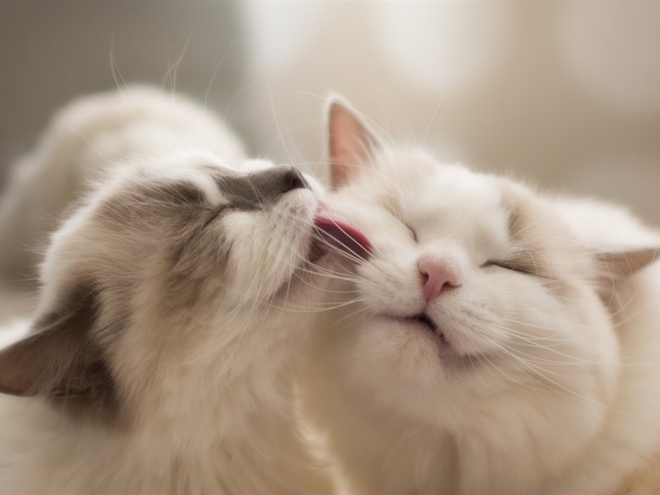 Милые котики