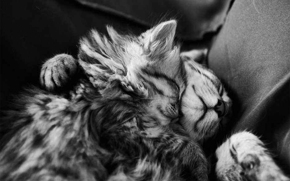 Признание в любви котики