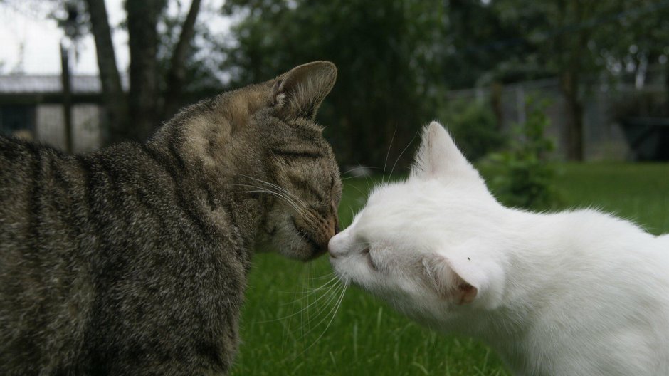 Влюбленные коты