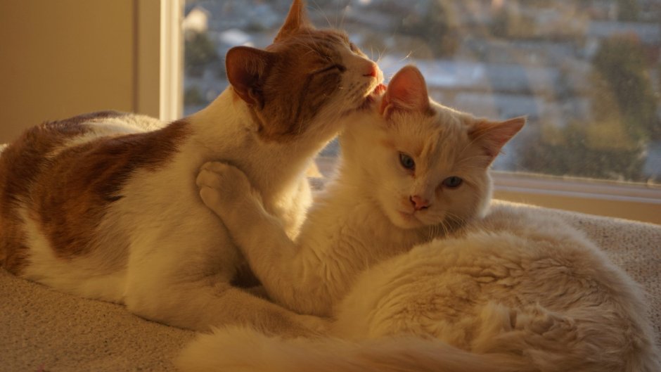 Кошачья любовь