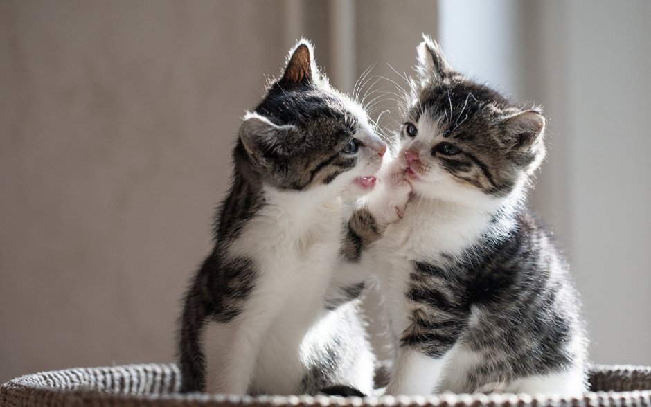 Милые коты