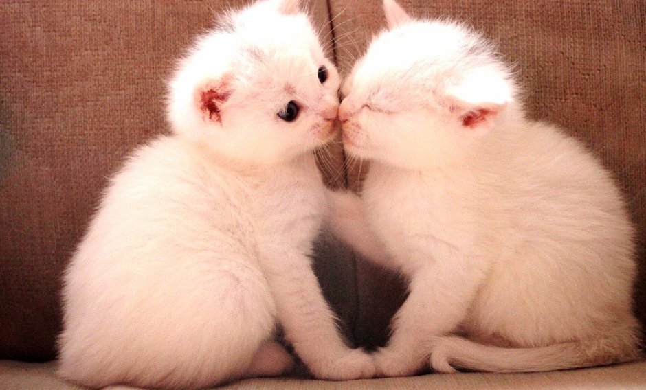 Котята вместе
