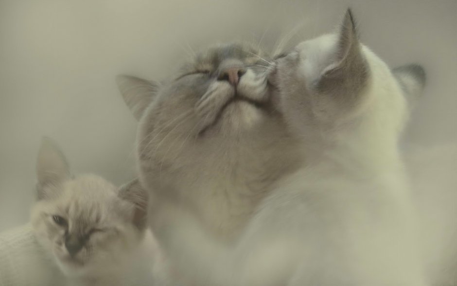 Кошки любовь