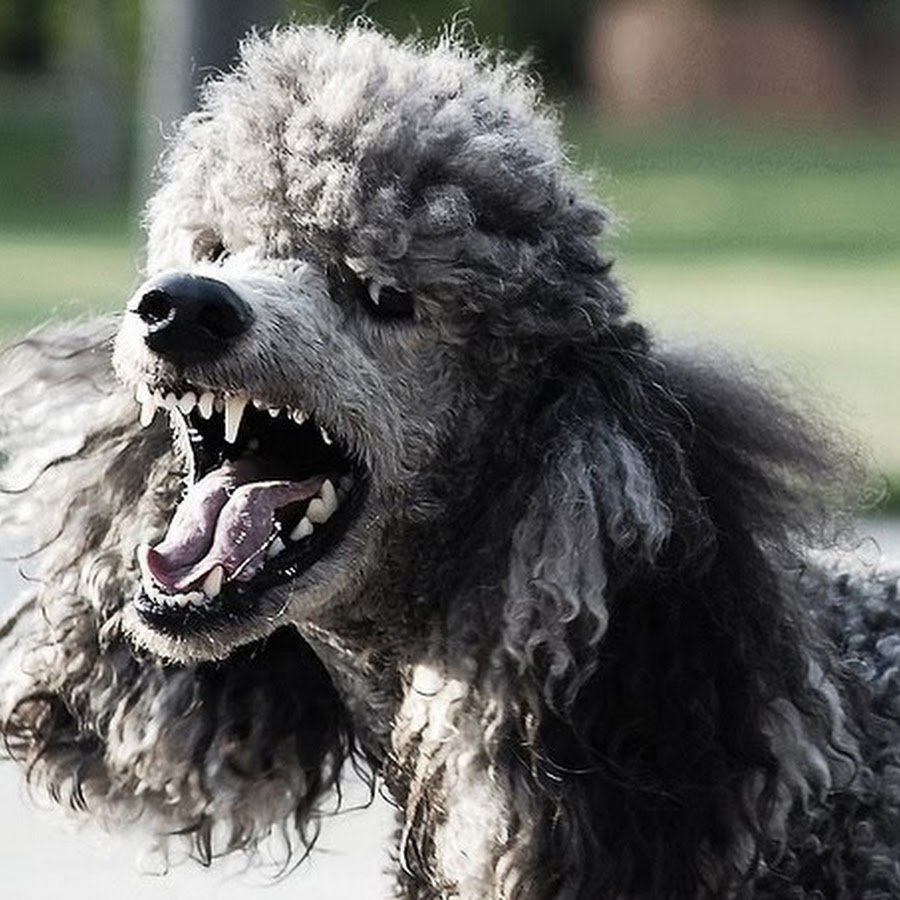 Королевский пудель оскал