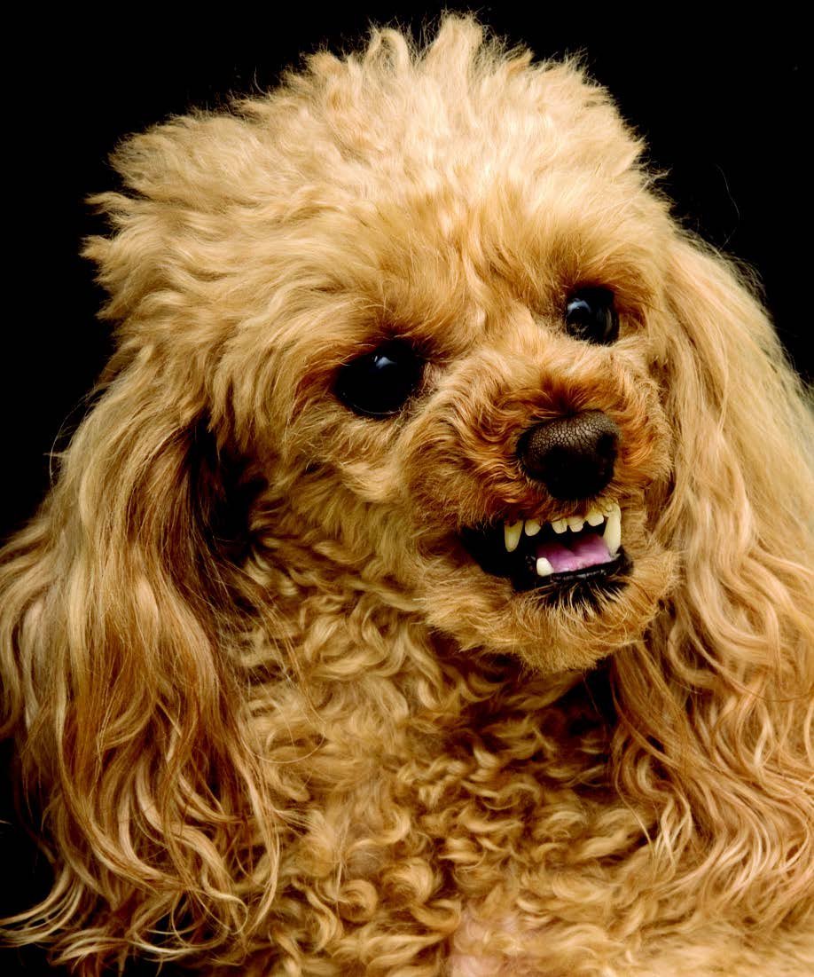 Злой пудель