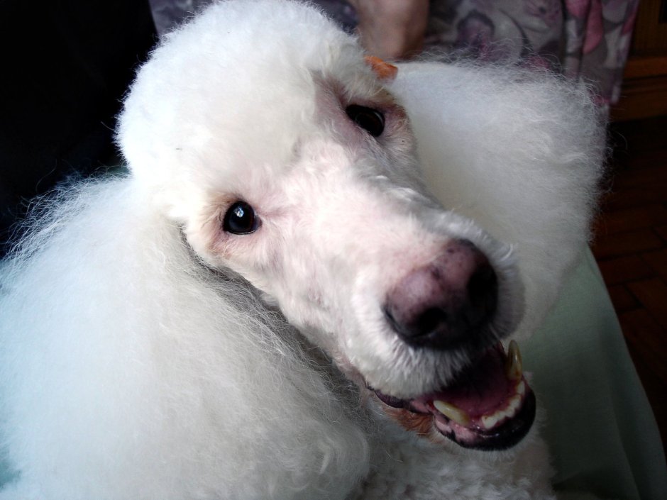 Страшный пудель