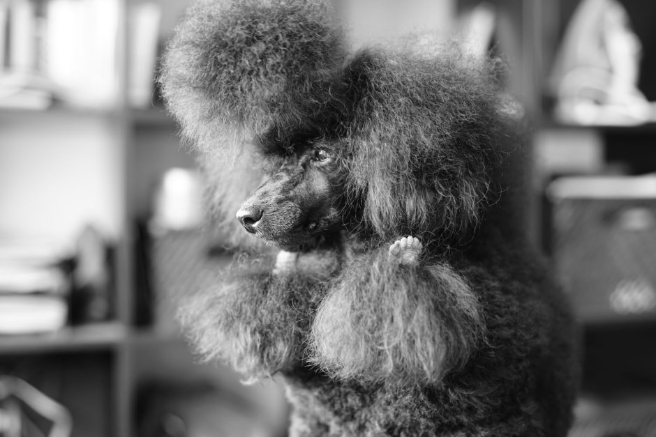 Оборотень пудель