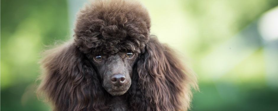 Толстый пудель