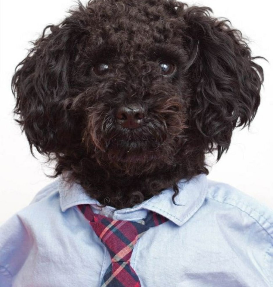 Кудрявый пес
