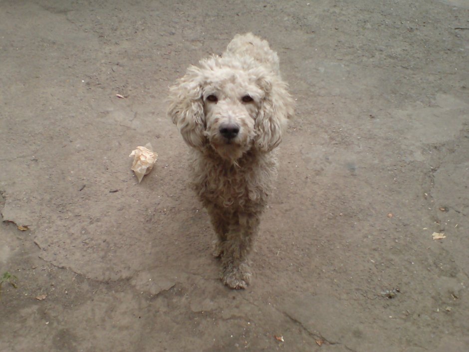 Белый пудель нестриженный