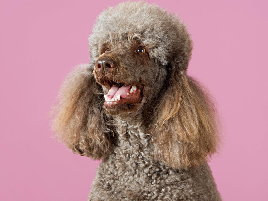 Пудель с открытым ртом