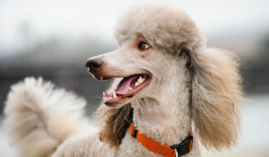 Зубы у карликового пуделя