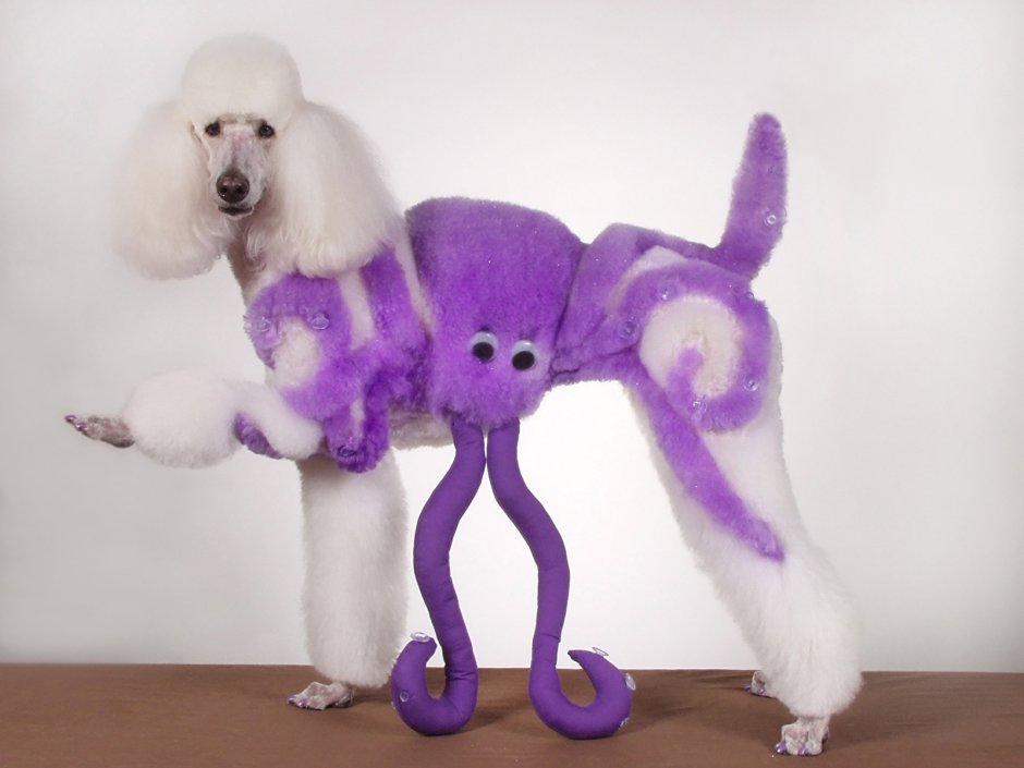 Разноцветные Пудели