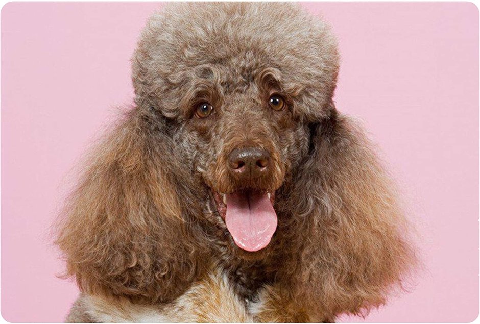 Смешной пудель