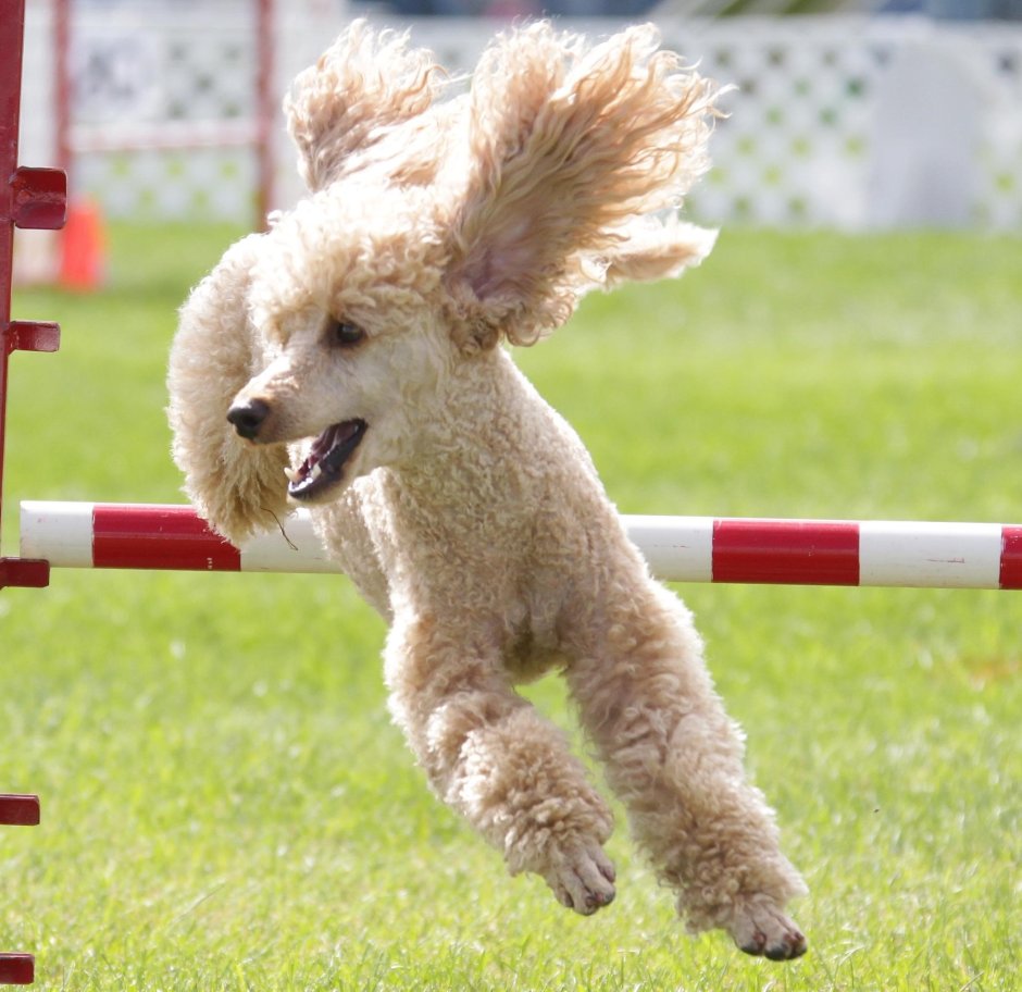 Бойцовский пудель