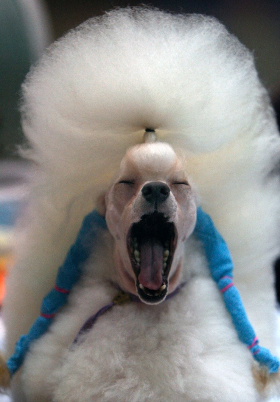 Страшный пудель