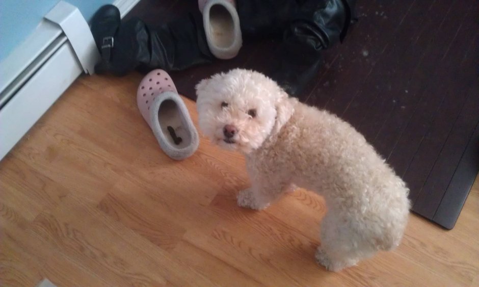 Пудель плачет