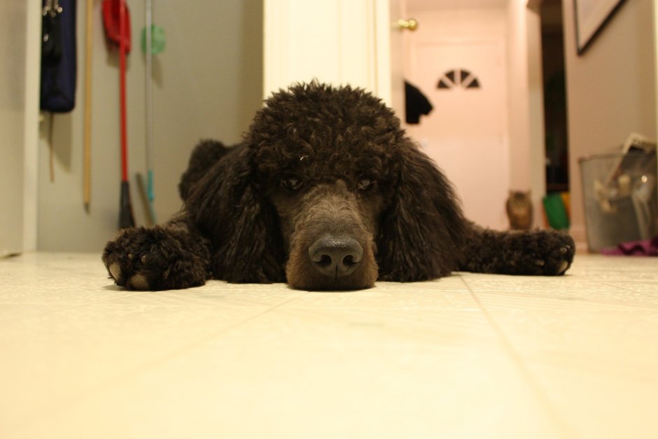 Пудель взгляд