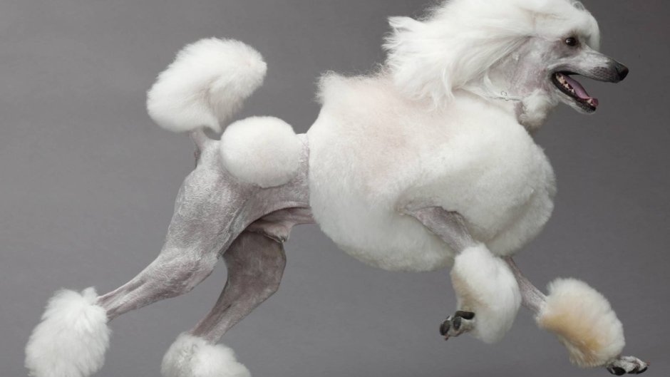 Пудель Королевский белый стриженный