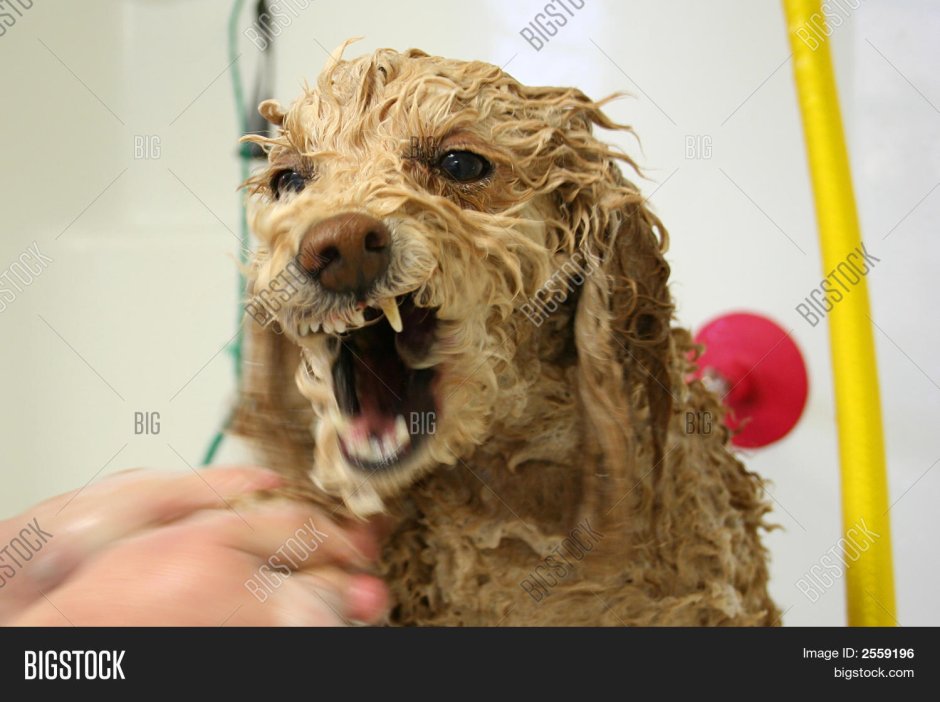 Мокрый пудель