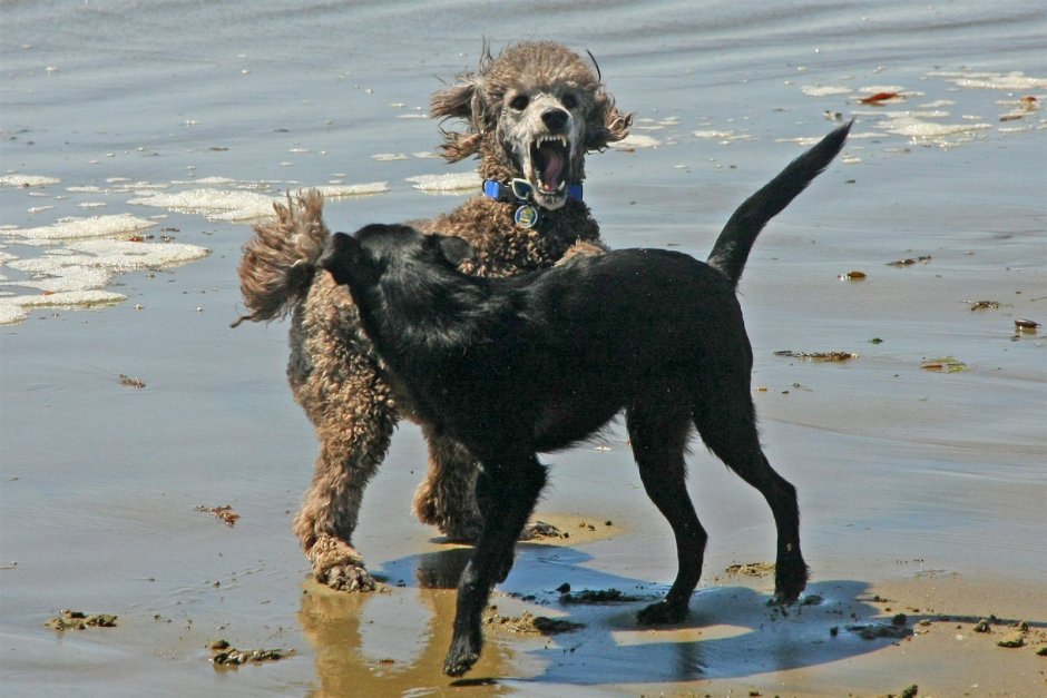 Злая собака пудель