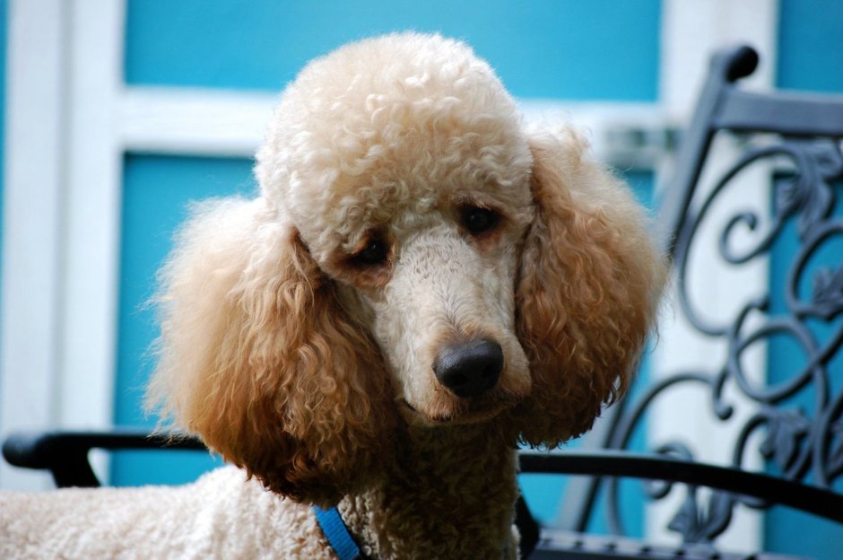 Пудель кучерявый