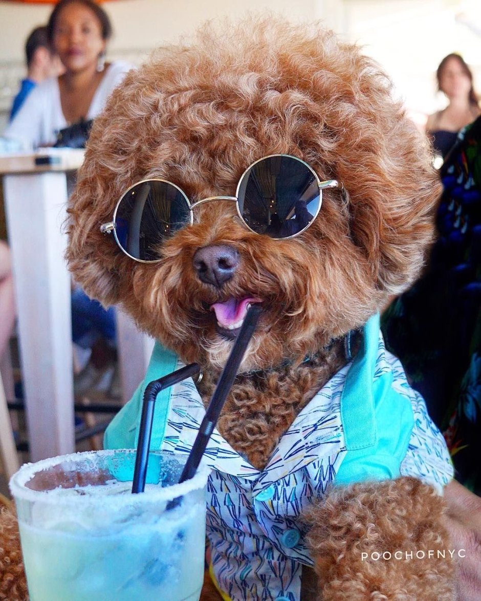 Рыжий пудель в очках