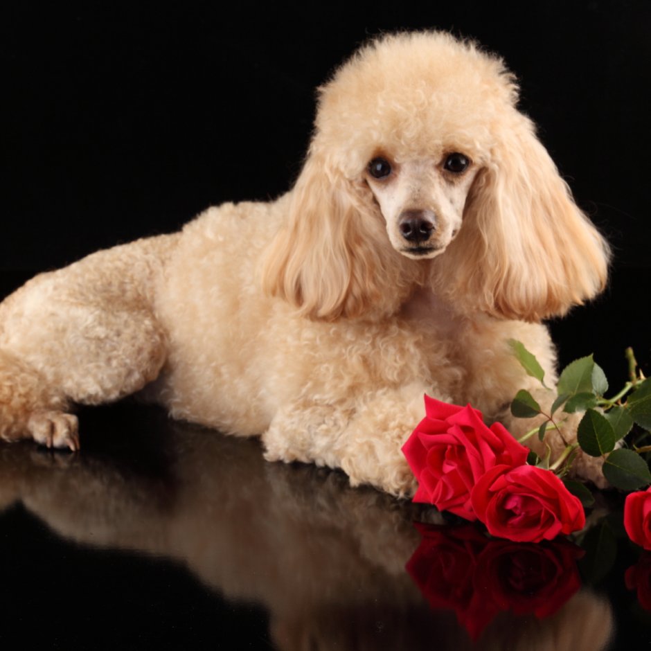 С днем рождения пудель