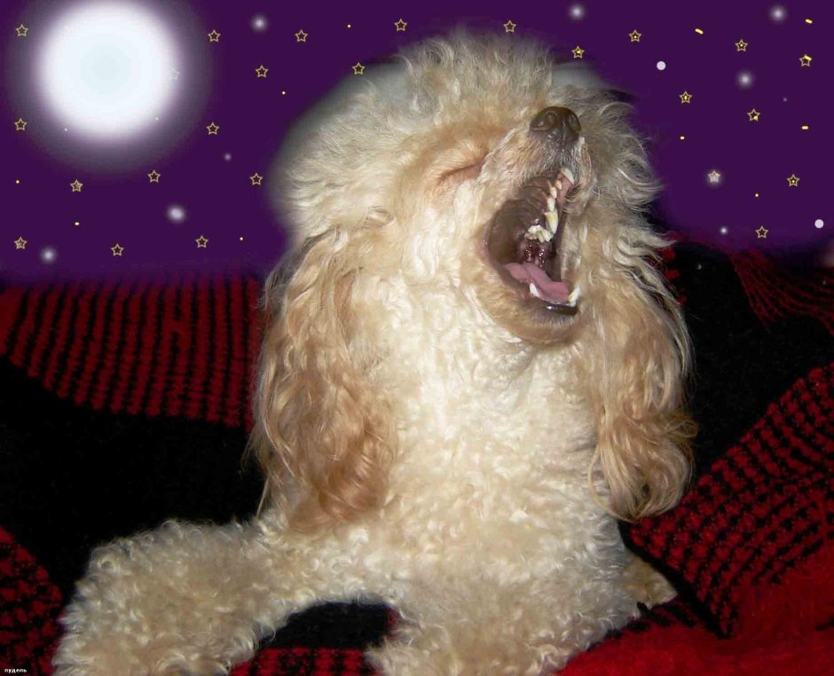 Злой карликовый пудель