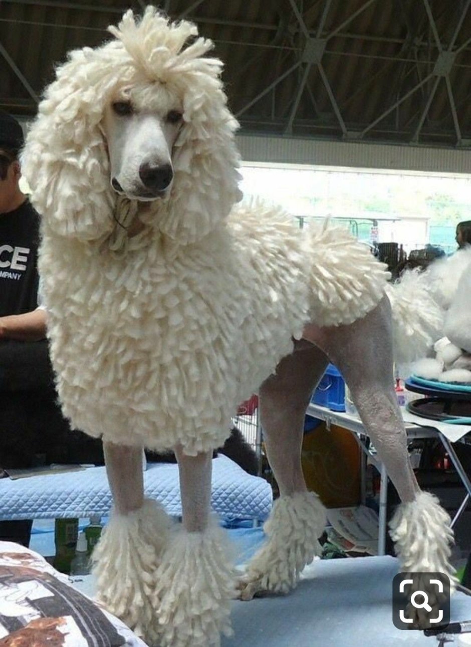 Пудель Командор