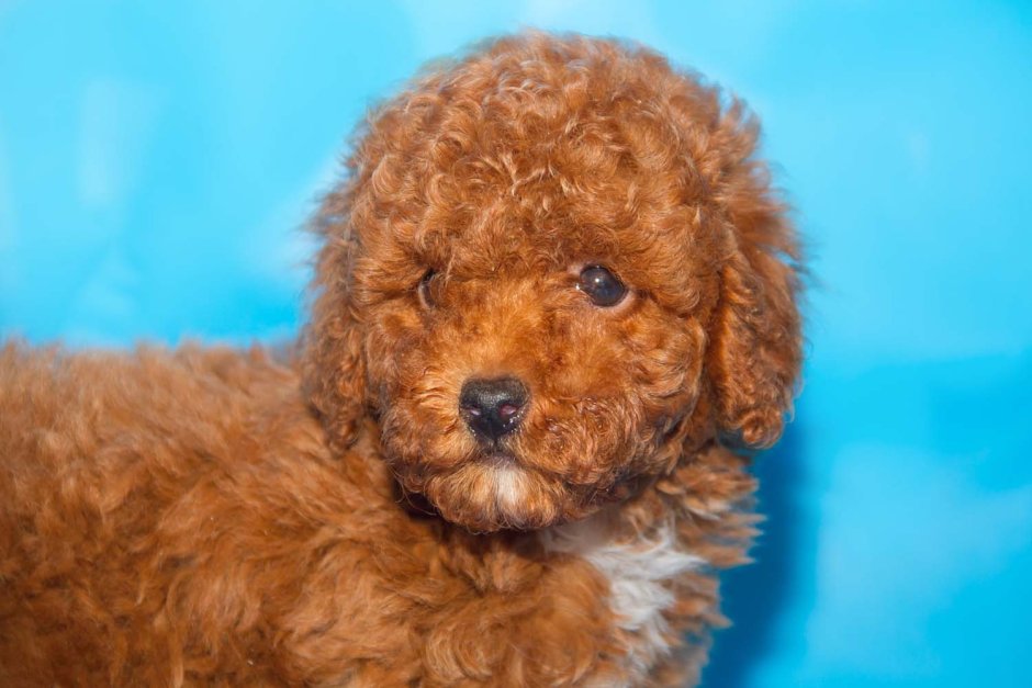 Той пудель Оскар