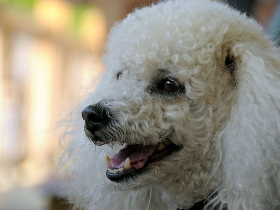 Пудель средний белый