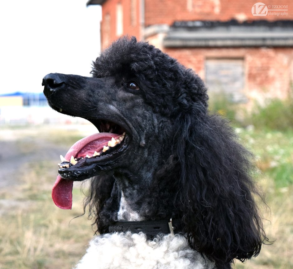 Королевский пудель злой