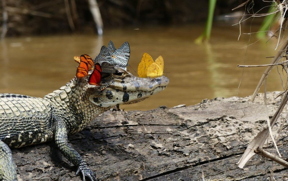 Симпатичный крокодил с бабочкой
