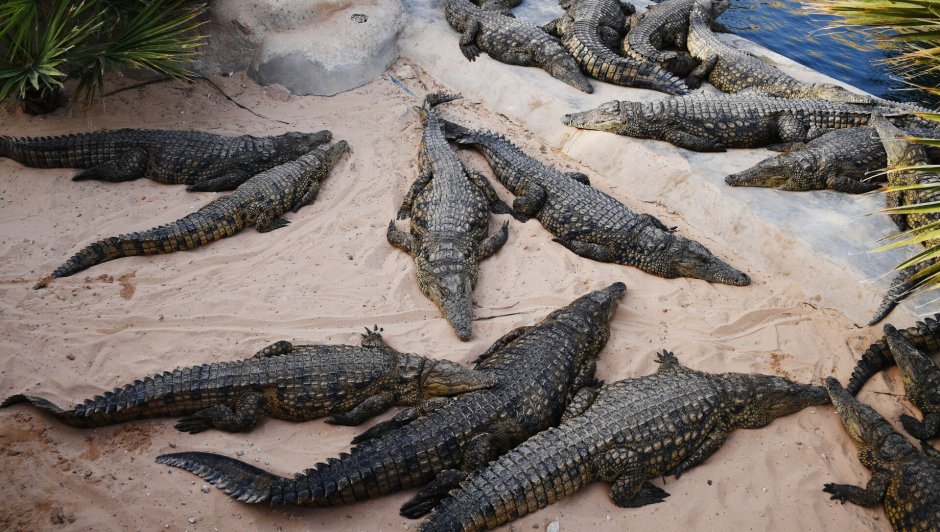 Крокодил Густав Бурунди